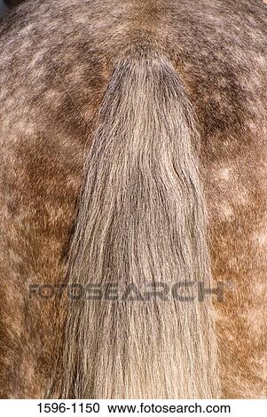 Close-up of the tail of a horse View Large Photo Image Stock Image - Close-up of the tail of a horse. Fotosearch
