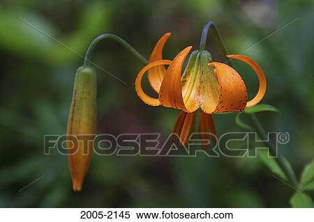 Close-up of Tiger Lilies (Lilium lancifolium) View Large Photo Image Stock Photography - Close-up of Tiger Lilies (Lilium lancifolium). Fotosearch