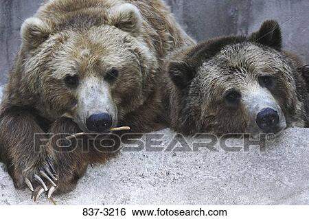 Stock Photograph - Close-up of two American Black bears (Ursus americanus) on a rock. Fotosearch
