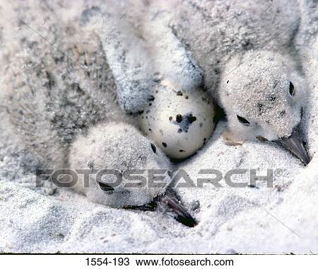 Close-up of two Black skimmer hatchlings (Rynchops niger) with an egg in a nest View Large Photo Image Stock Image - Close-up of two Black skimmer hatchlings (Rynchops niger) with an egg in a nest. Fotosearch
