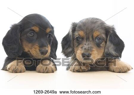 Close-up of two dachshund puppies View Large Photo Image Stock Image - Close-up of two dachshund puppies. Fotosearch