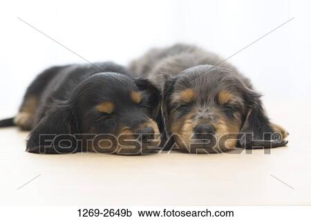 Close-up of two dachshund puppies sleeping together View Large Photo Image Stock Image - Close-up of two dachshund puppies sleeping together. Fotosearch