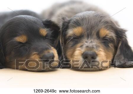 Close-up of two dachshund puppies sleeping together View Large Photo Image Stock Image - Close-up of two dachshund puppies sleeping together. Fotosearch