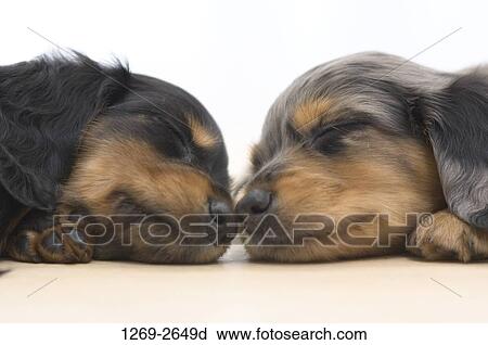 Stock Image - Close-up of two dachshund puppies sleeping together. Fotosearch