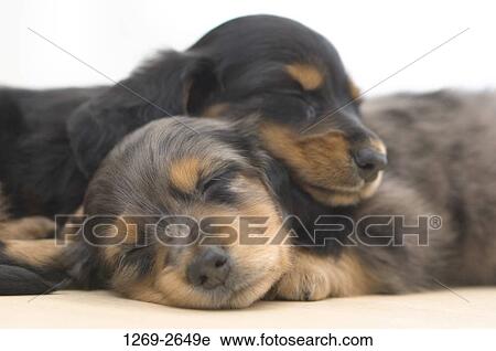 Close-up of two dachshund puppies sleeping together View Large Photo Image Stock Image - Close-up of two dachshund puppies sleeping together. Fotosearch