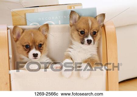 Close-up of two Pembroke Welsh Corgi puppies in a folding chair View Large Photo Image Stock Image - Close-up of two Pembroke Welsh Corgi puppies in a folding chair. Fotosearch