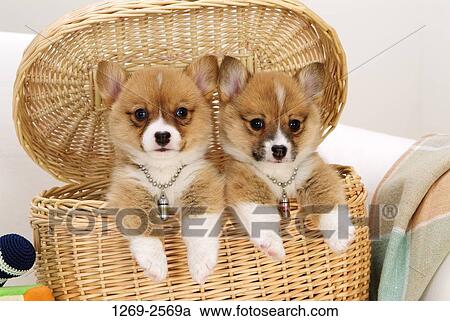 Close-up of two Pembroke Welsh Corgi puppies in a basket View Large Photo Image Stock Image - Close-up of two Pembroke Welsh Corgi puppies in a basket. Fotosearch