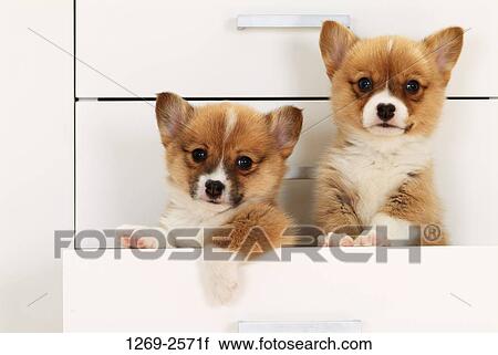 Close-up of two Pembroke Welsh Corgi puppies in a drawer View Large Photo Image Stock Image - Close-up of two Pembroke Welsh Corgi puppies in a drawer. Fotosearch