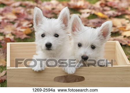 Close-up of two West Highland White Terrier puppies in a wooden box View Large Photo Image Stock Image - Close-up of two West Highland White Terrier puppies in a wooden box. Fotosearch