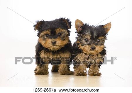 Close-up of two Yorkshire Terrier puppies standing on the floor View Large Photo Image Stock Image - Close-up of two Yorkshire Terrier puppies standing on the floor. Fotosearch