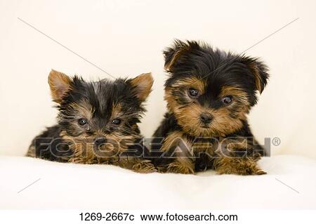 Close-up of two Yorkshire Terrier puppies on the bed View Large Photo Image Stock Image - Close-up of two Yorkshire Terrier puppies on the bed. Fotosearch