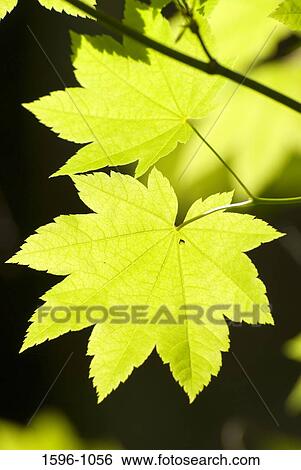 Stock Photograph - Close-up of vine maple (Acer circinatum) leaves on a branch. Fotosearch
