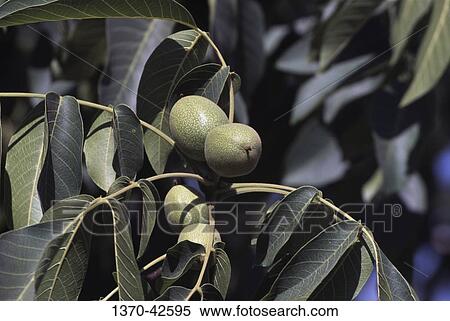 Close-up of walnuts on a branch View Large Photo Image Stock Photography - Close-up of walnuts on a branch. Fotosearch