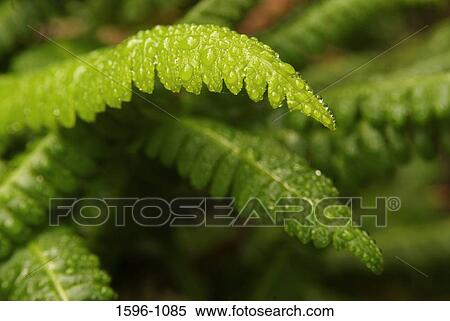 Close-up of water drops on a Deer fern (Blechnum spicant) View Large Photo Image Stock Photography - Close-up of water drops on a Deer fern (Blechnum spicant). Fotosearch