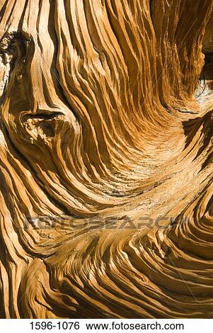 Close-up of wood from a Juniper (Juniperus) tree, Toiyabe National Forest, California, USA View Large Photo Image Stock Photograph - Close-up of wood from a Juniper (Juniperus) tree, Toiyabe National Forest, California, USA. Fotosearch