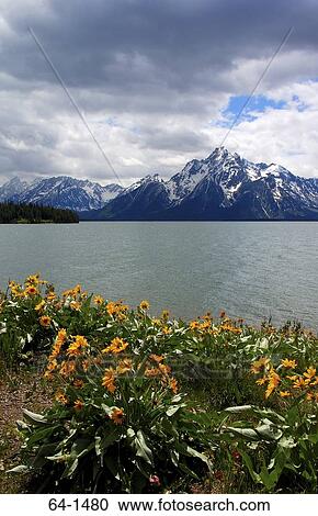 Clouds over a snowcapped mountain range, Colter Bay, Grand Teton, Grand Teton National Park, Wyoming, USA View Large Photo Image Stock Image - Clouds over a snowcapped mountain range, Colter Bay, Grand Teton, Grand Teton National Park, Wyoming, USA. Fotosearch