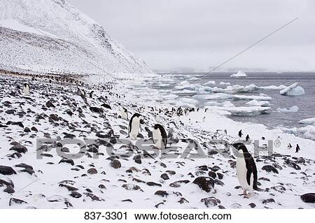 Colony of Adelie penguins (Pygoscelis adeliae) standing on snow covered beach, Antarctica View Large Photo Image Stock Image - Colony of Adelie penguins (Pygoscelis adeliae) standing on snow covered beach, Antarctica. Fotosearch