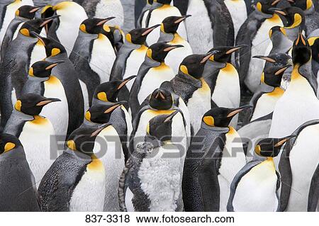 Colony of King penguins (Aptenodytes patagonicus) View Large Photo Image Stock Photo - Colony of King penguins (Aptenodytes patagonicus). Fotosearch