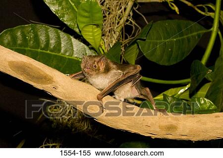 Stock Photography - Common Vampire bat (Desmodus rotundus) perching on a tree branch. Fotosearch