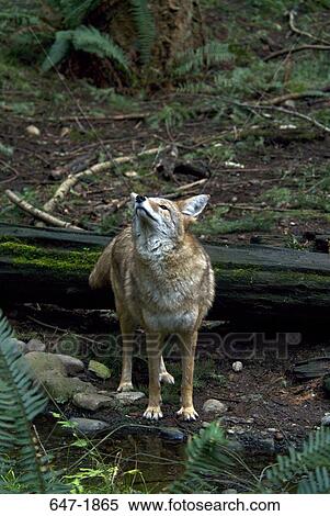 Stock Photography - Coyote (Canis latrans) standing in a forest. Fotosearch