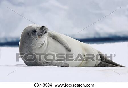 Crabeater seal (Lobodon carcinophagus) lying on ice, Antarctica View Large Photo Image Picture - Crabeater seal (Lobodon carcinophagus) lying on ice, Antarctica. Fotosearch