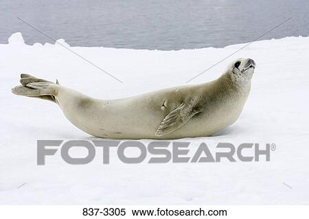 Stock Photography - Crabeater seal (Lobodon carcinophagus) lying on ice, Antarctica. Fotosearch