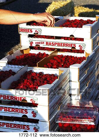 Crates of raspberries at a farmer's market, Wyoming, USA View Large Photo Image Stock Image - Crates of raspberries at a farmer's market, Wyoming, USA. Fotosearch