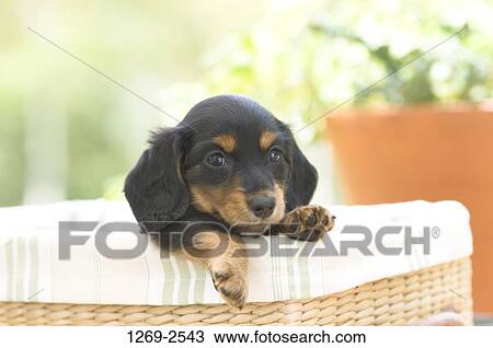 Dachshund puppy in a basket View Large Photo Image Stock Image - Dachshund puppy in a basket. Fotosearch