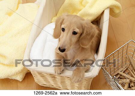 Dachshund puppy in a basket View Large Photo Image Stock Image - Dachshund puppy in a basket. Fotosearch