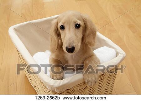 Dachshund puppy in a basket View Large Photo Image Stock Image - Dachshund puppy in a basket. Fotosearch