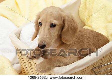 Dachshund puppy in a basket View Large Photo Image Stock Image - Dachshund puppy in a basket. Fotosearch