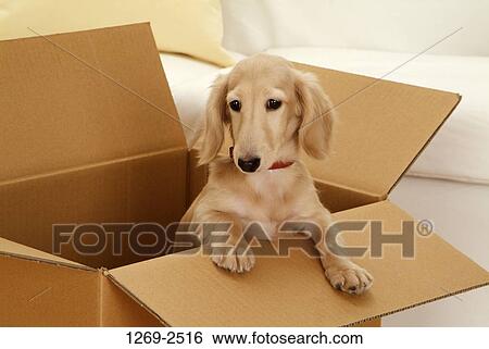 Dachshund puppy in a carton View Large Photo Image Stock Photograph - Dachshund puppy in a carton. Fotosearch