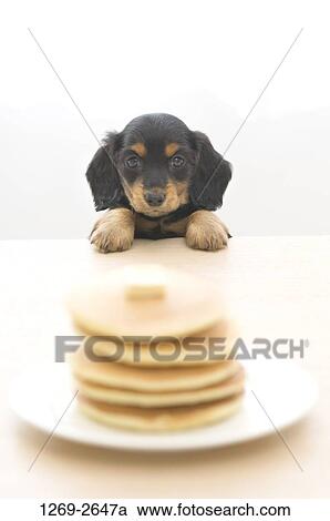 Dachshund puppy looking at a stack of pancakes View Large Photo Image Stock Image - Dachshund puppy looking at a stack of pancakes. Fotosearch