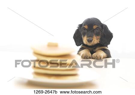 Dachshund puppy looking at a stack of pancakes View Large Photo Image Stock Image - Dachshund puppy looking at a stack of pancakes. Fotosearch