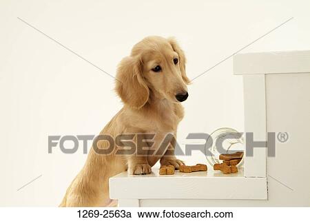 Dachshund puppy on the steps and looking at dog biscuits View Large Photo Image Stock Image - Dachshund puppy on the steps and looking at dog biscuits. Fotosearch