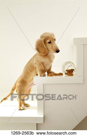 Dachshund puppy on the steps and looking at dog biscuits View Large Photo Image Stock Image - Dachshund puppy on the steps and looking at dog biscuits. Fotosearch
