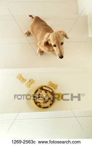 Dachshund puppy on the steps and looking at dog biscuits View Large Photo Image Stock Image - Dachshund puppy on the steps and looking at dog biscuits. Fotosearch