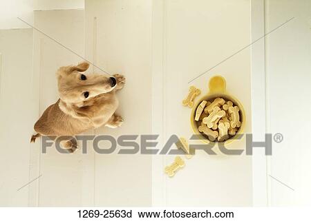 Stock Image - Dachshund puppy on the steps and looking at dog biscuits. Fotosearch