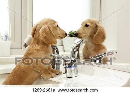 Dachshund puppy standing in front of a mirror View Large Photo Image Stock Image - Dachshund puppy standing in front of a mirror. Fotosearch