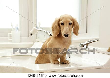 Dachshund puppy standing in the bathroom sink View Large Photo Image Stock Image - Dachshund puppy standing in the bathroom sink. Fotosearch