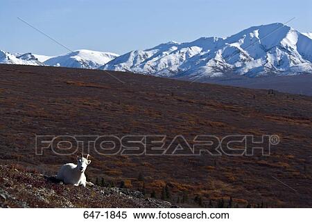 Dall Sheep (Ovis dalli) sitting in a field with a mountain in the background, Denali National Park, Alaska, USA View Large Photo Image Stock Photography - Dall Sheep (Ovis dalli) sitting in a field with a mountain in the background, Denali National Park, Alaska, USA. Fotosearch