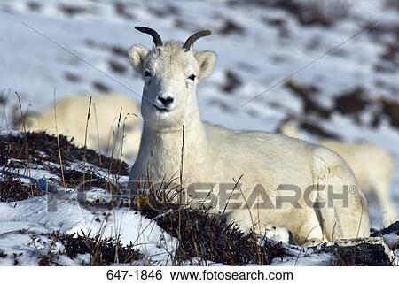 Dall Sheep (Ovis dalli) sitting on a snow covered field, Denali National Park, Alaska, USA View Large Photo Image Stock Photograph - Dall Sheep (Ovis dalli) sitting on a snow covered field, Denali National Park, Alaska, USA. Fotosearch