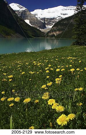Dandelions (Taraxacum officinale) at the lakeside, Victoria Glacier, Banff National Park, Alberta, Canada View Large Photo Image Stock Photo - Dandelions (Taraxacum officinale) at the lakeside, Victoria Glacier, Banff National Park, Alberta, Canada. Fotosearch