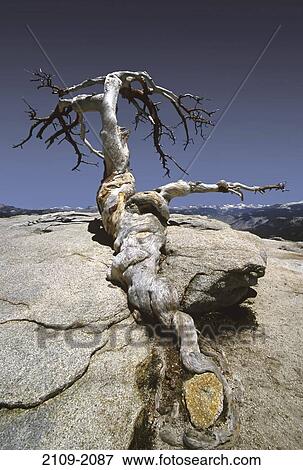 Dead Jeffrey Pine tree on a rock, Yosemite National Park, California, USA View Large Photo Image Stock Photo - Dead Jeffrey Pine tree on a rock, Yosemite National Park, California, USA. Fotosearch