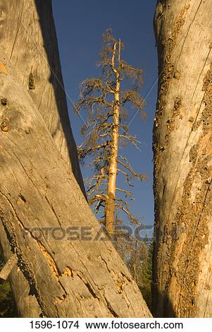 Picture - Dead pine tree viewed through tree trunks, Lakes Basin Recreation Area, Plumas National Forest, California, USA. Fotosearch