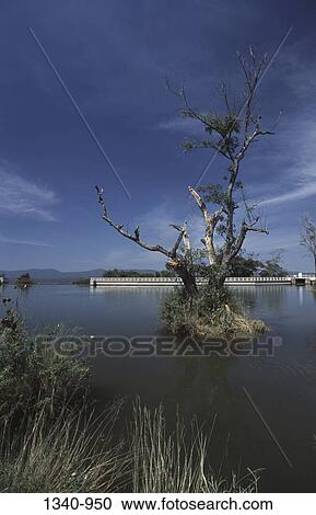 Stock Image - Dead tree in a lake, Moyar Lake, Nilgiris, Tamil Nadu, India. Fotosearch