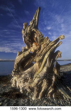 Dead tree on the beach, Birch Bay State Park, Washington State, USA View Large Photo Image Stock Image - Dead tree on the beach, Birch Bay State Park, Washington State, USA. Fotosearch