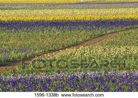 Dirt road passing through an Iris field, Keizer, Oregon, USA View Large Photo Image Stock Image - Dirt road passing through an Iris field, Keizer, Oregon, USA. Fotosearch