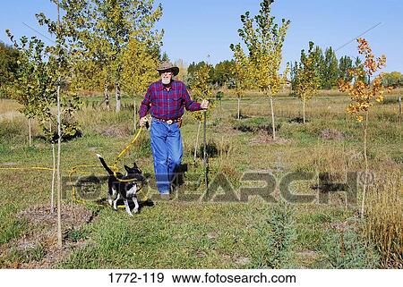 Dog helping a senior man by holding a water hose in its mouth View Large Photo Image Stock Photo - Dog helping a senior man by holding a water hose in its mouth. Fotosearch