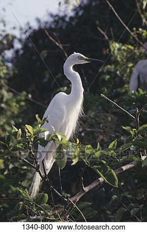 Egret perching on a branch View Large Photo Image Stock Image - Egret perching on a branch. Fotosearch